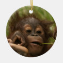 Search for orangutan ornaments Baby