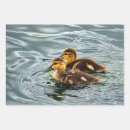 Search for baby ducks wrapping paper Mallard