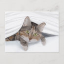 Search for peek a postcards Animal