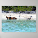 Search for swimming pig Beach