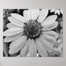 Search for 10x8 posters Flower