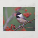 Recherche de adam jones Nature