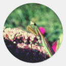Search for praying mantis stickers Insect