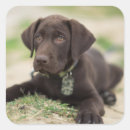 Search for chocolate lab puppy stickers Labrador retriever