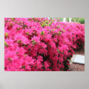 Search for azalea art Colorful
