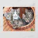 Recherche de chaton tigré cartes postales Chatons