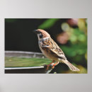 Search for birdbaths Birds