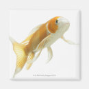 Recherche de cyprinus carpio Animal