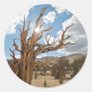 Search for ancient woodland stickers Bristlecone