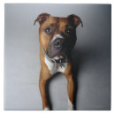 Recherche de terrier de pitbull Animal familier