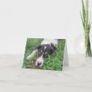Recherche de abri animal invitations Chiot