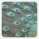 Search for colorful feather stickers Peacock