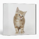 Search for portrait binders Cat photography