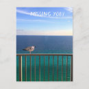 Search for gull postcards Nature