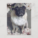 Recherche de pugs cartes postales Mignon