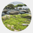 Search for green moss photography Ireland