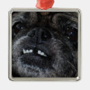 Search for teeth ornaments Animals