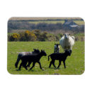 Search for sheep lamb magnets Lambs