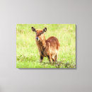 Search for antelopes canvas prints Animals