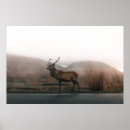 Search for reindeer posters Wildlife