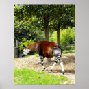 Search for okapi posters Animal