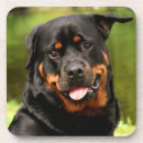 Recherche de rottweiler dessous de verres Canine