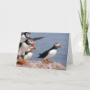 Search for puffin cards Nature
