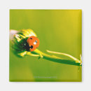 Recherche de simplicité magnets Nature