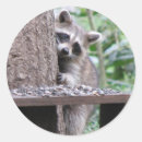 Search for funny racoon stickers Nature