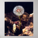 Search for blue dandelion posters Botanical
