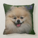 Recherche de spitz coussins Regarder l'appareil photo