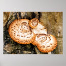 Search for fungi posters Fungus