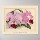 Recherche de cypripedium posters Floral