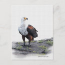 Recherche de aigle blanc cartes postales Oiseau