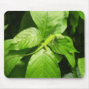 Recherche de gecko tapis souris Nature