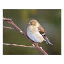 Search for goldfinch posters Birdwatching