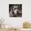 Search for wolfhound posters Irish