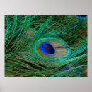 Recherche de plume paon posters Pour tous