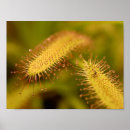 Search for carnivorous posters Plants