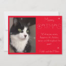 Search for merry catmas cards Cute