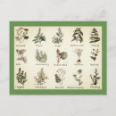 Search for herb postcards Dill