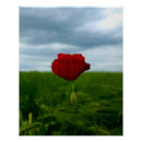 Recherche de coquelicots posters Rouge