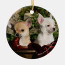 Search for bob and pam langrish Puppies