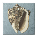Search for conch tiles Seashell
