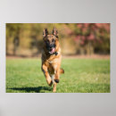 Recherche de chiot de berger allemand posters Chien