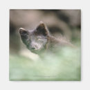Recherche de tête de loup magnets Animal