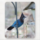 Search for state bird electronics Jay