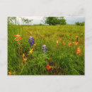 Recherche de pinceau indien cartes postales Fleur sauvage