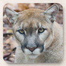 Search for mountain lion coasters Wildlife