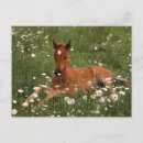 Recherche de avec chevaux cartes postales Poney